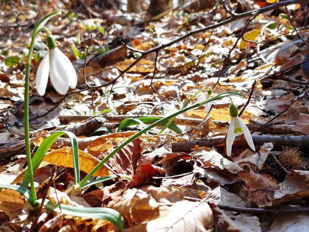 la grazia del bucaneve